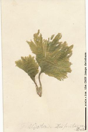 Flabellia petiolata 23.jpg